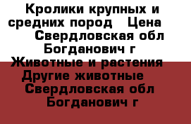 Кролики крупных и средних пород › Цена ­ 500 - Свердловская обл., Богданович г. Животные и растения » Другие животные   . Свердловская обл.,Богданович г.